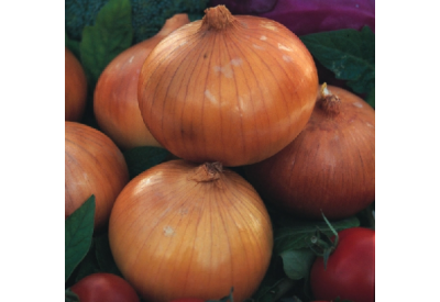 Senshyu Yellow Autumn Sowing Onion Sets 